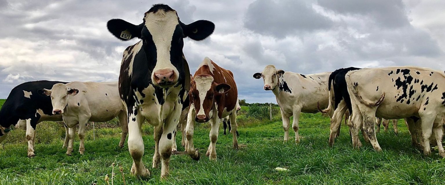 Ferme Lavoie Inc Zone boréale